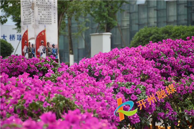 开州两馆广场“三角迷宫”花开正艳_泛亚电竞官网