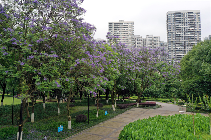 重慶九龍坡:彩雲湖國家溼地公園的藍花楹盛開