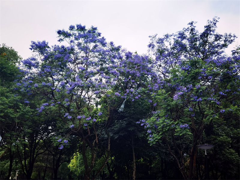 重庆九龙坡:彩云湖国家湿地公园的蓝花楹盛开