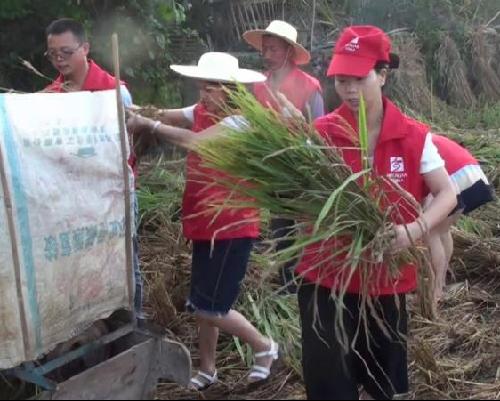 合川香龍鎮:抓住晴好天氣搶收水稻 確保稻穀顆粒歸倉