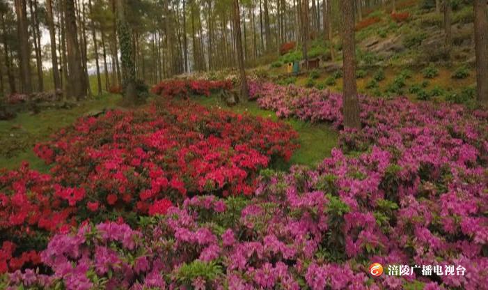 走进大木林下花园,花径两旁盛放的杜鹃形态各异,花色万千,竞相开放,一