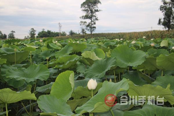 香龙镇全力打造生态文化旅游名镇