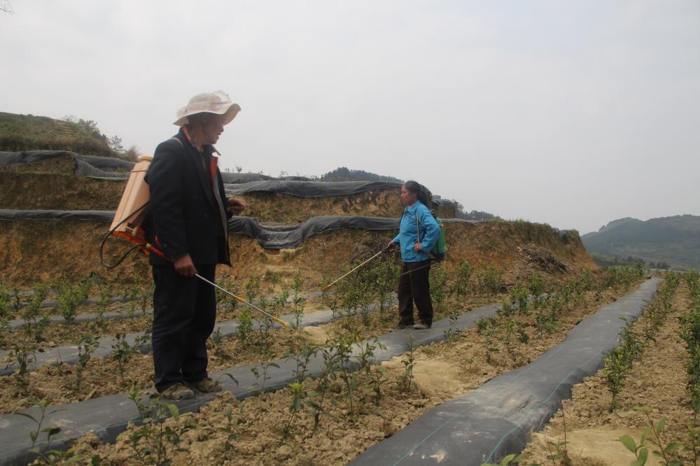 村民在茶基地给茶树打药 (2)