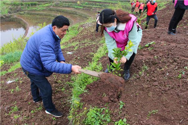 栽植沃柑树苗 (3)