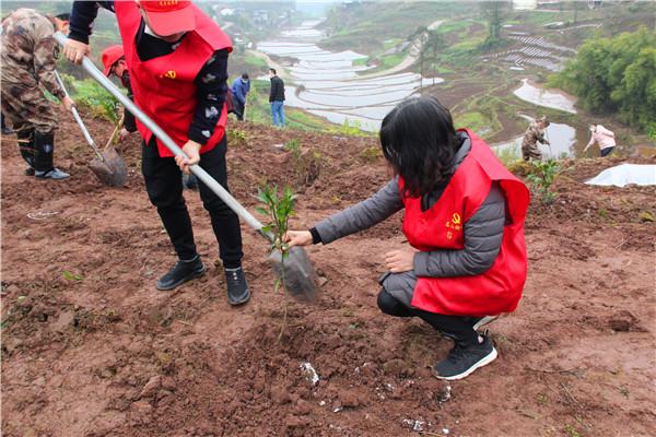 栽植沃柑树苗 (4)