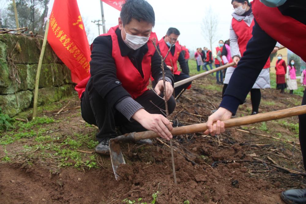 栽好的树苗