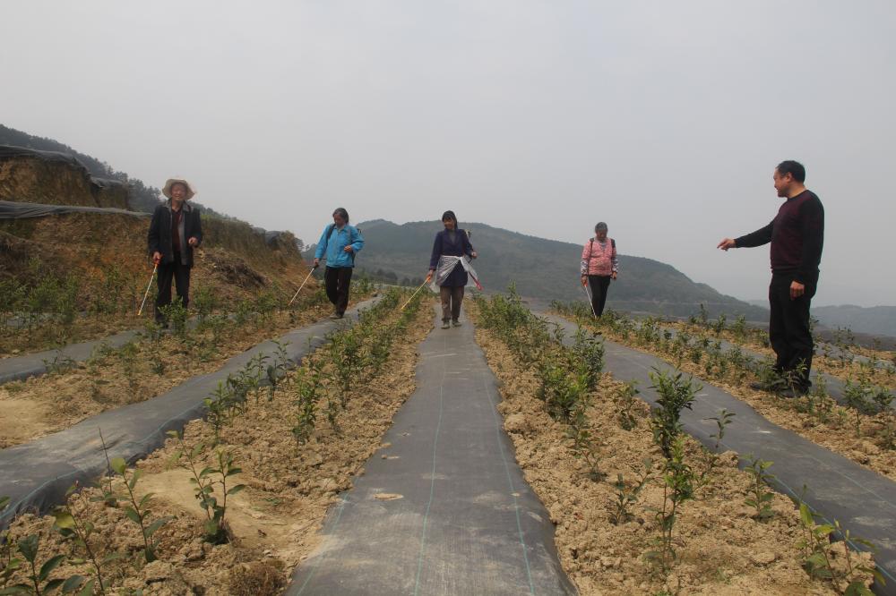 村民在茶基地给茶树打药
