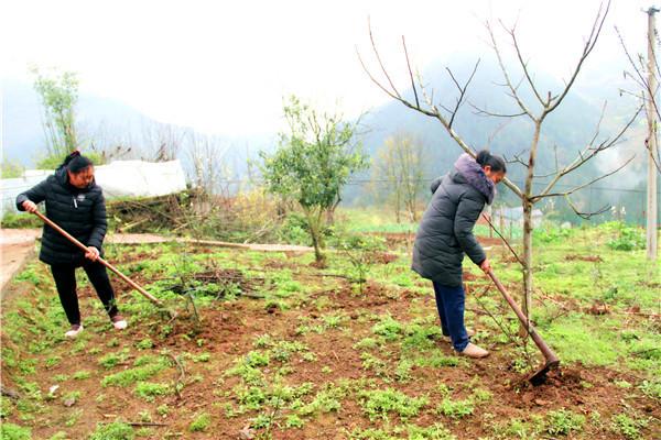 村民进行花椒锄草 管护