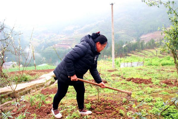 村民进行花椒锄草管护1