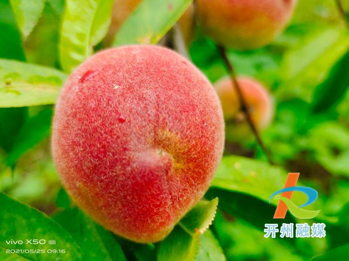 开州厚坝镇青坪村200多亩胭脂桃熟了|Kaiyun官方网(图6)