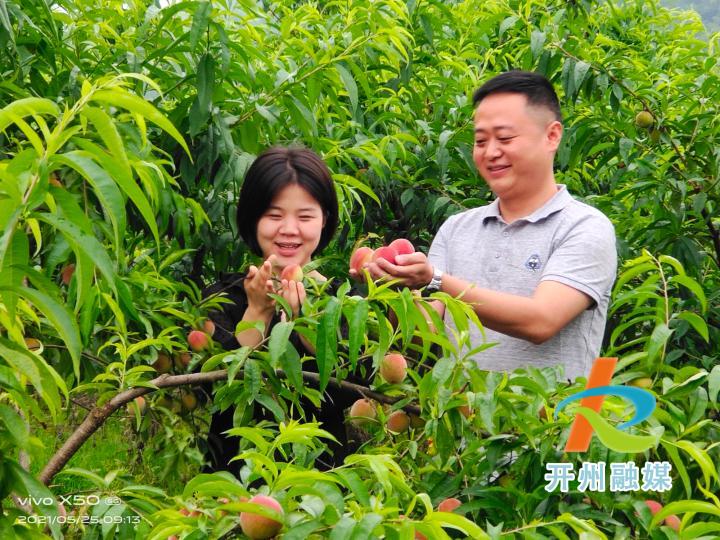 开州厚坝镇青坪村200多亩胭脂桃熟了|Kaiyun官方网(图7)