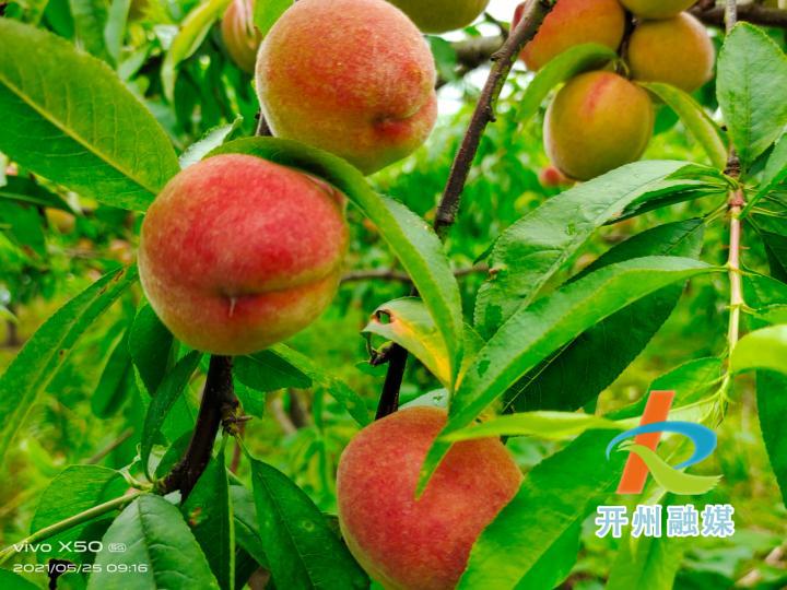 开州厚坝镇青坪村200多亩胭脂桃熟了|Kaiyun官方网(图1)