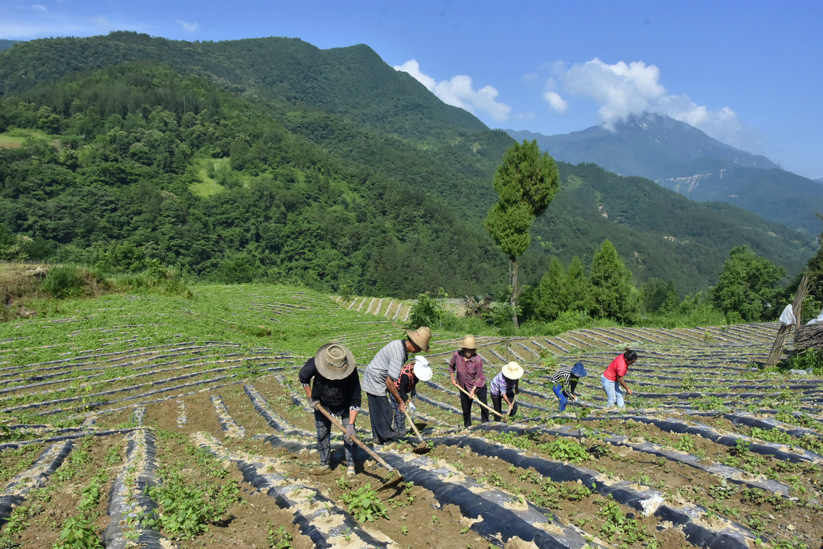 近年來,重慶市綦江區安穩鎮將山羊產業作為重要的農業支柱產業,主導