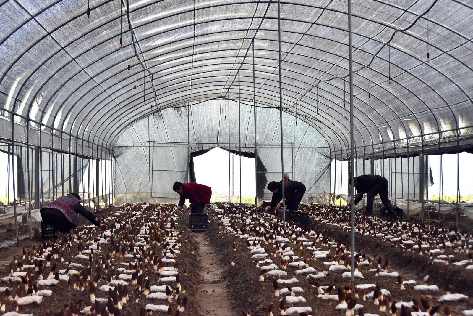 在坪坝镇松坤菌草科技羊肚菌标准种植基地,村民们正在采摘羊肚菌.