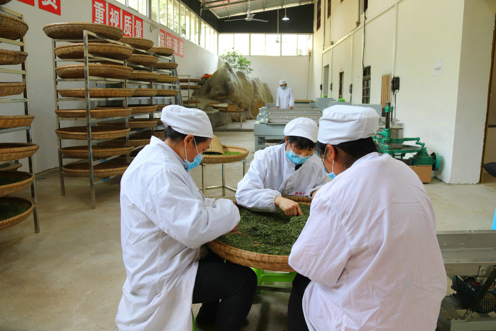 在庙坝镇香溪村炒茶精品作坊,村民们正在制茶.(张竞一 摄)