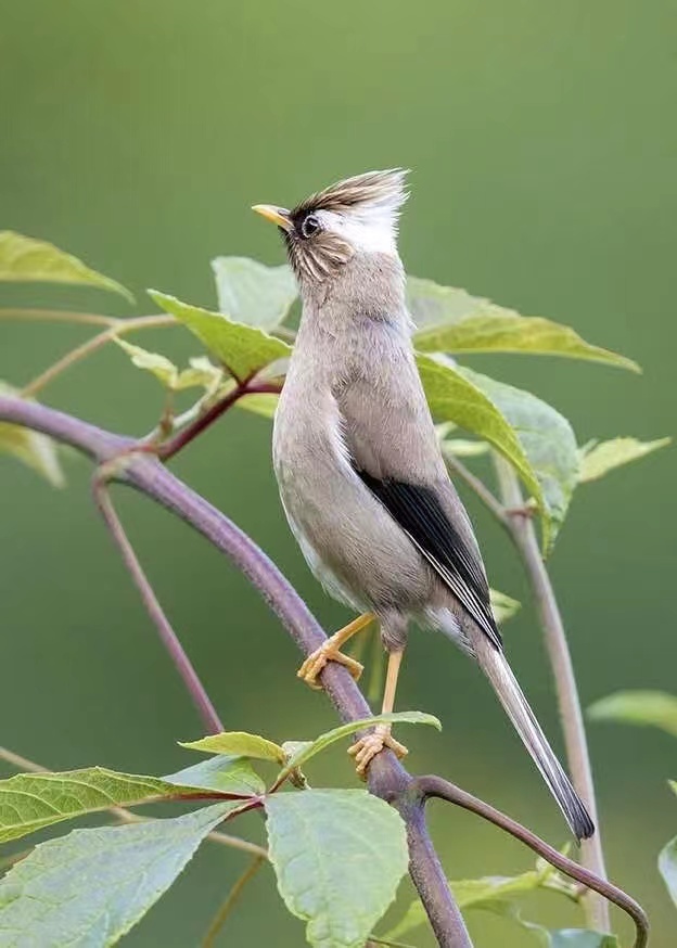 鸟类是大自然的"精灵",人类的朋友,是生物链上的重要一环.(张昌军 摄)
