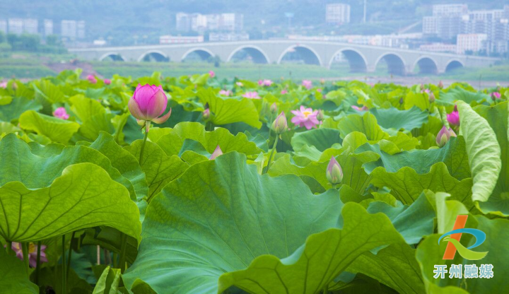 汉丰湖畔荷花开 六月芬芳迷人眼|泛亚电竞官网(图4)