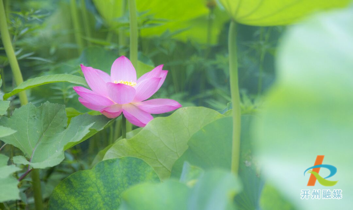 ‘雷火电竞首页’汉丰湖畔荷花开 六月芬芳迷人眼(图2)