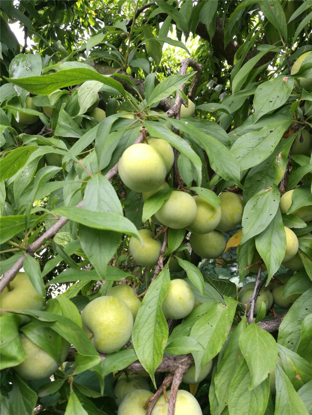 巫溪特产巫溪青脆李