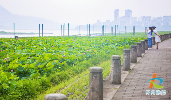 汉丰湖畔荷花开 六月芬芳迷人眼|泛亚电竞官网(图3)