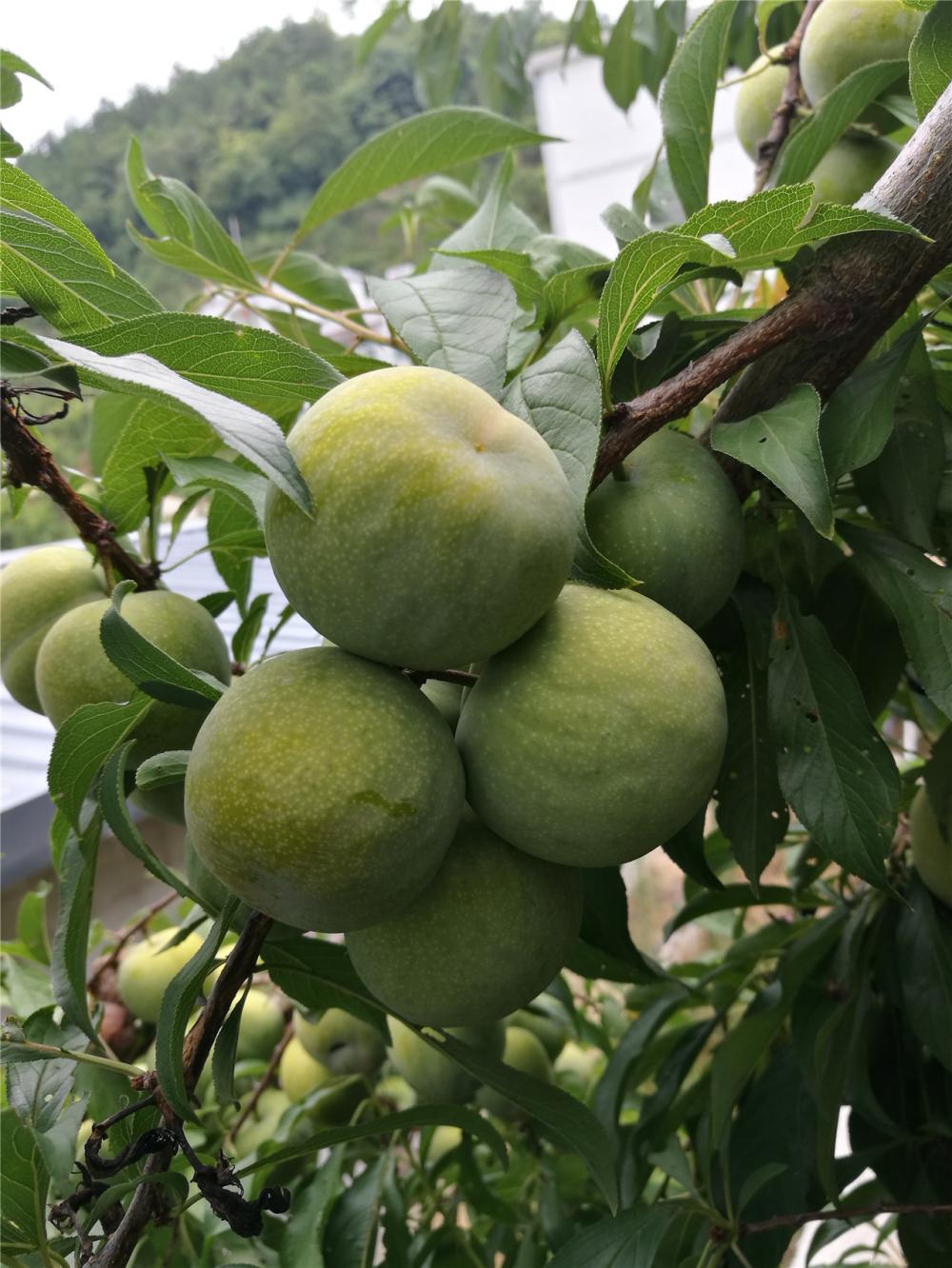 巫溪特产巫溪青脆李