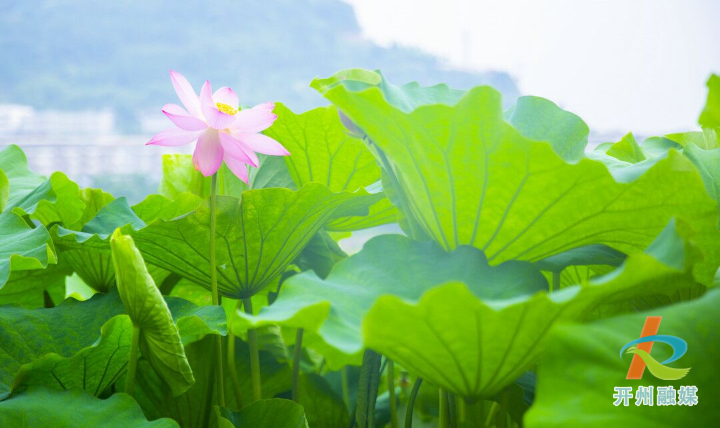 ‘雷火电竞首页’汉丰湖畔荷花开 六月芬芳迷人眼(图1)