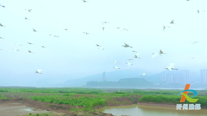 ‘泛亚电竞’开州汉丰湖畔，千羽白鹭集群齐飞(图2)