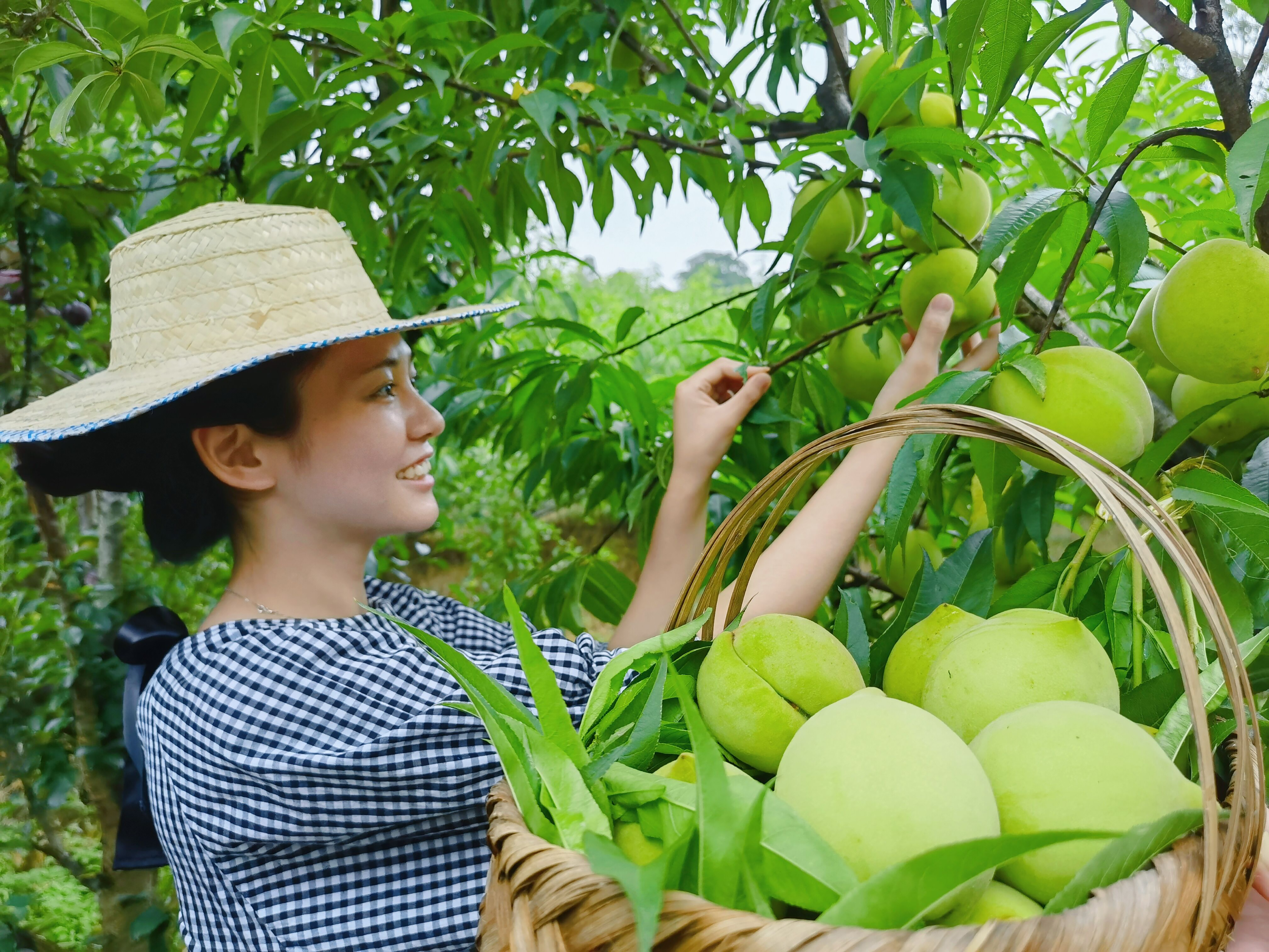 游客采摘麻沟“六月桃”1(2644408)-20210702175524.jpg