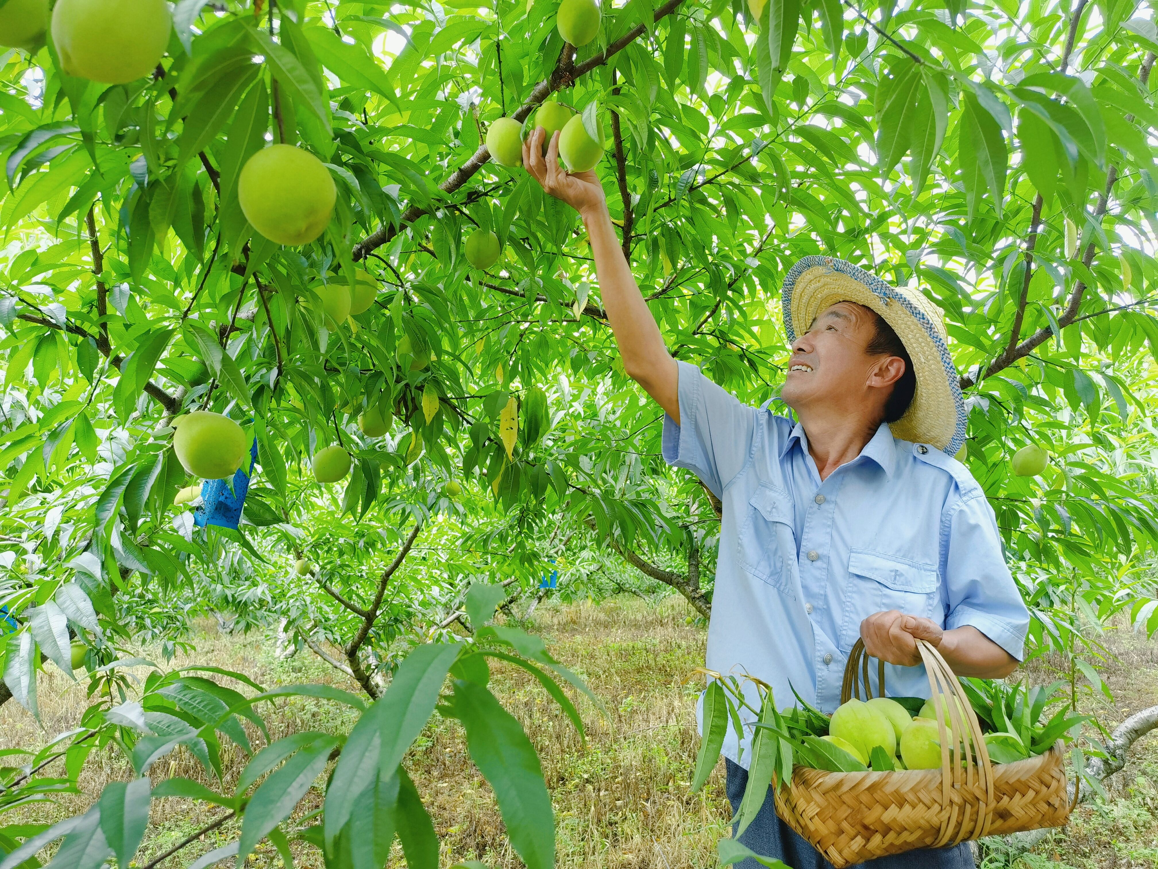 村民采摘桃子2(2644393)-20210702175429.jpg