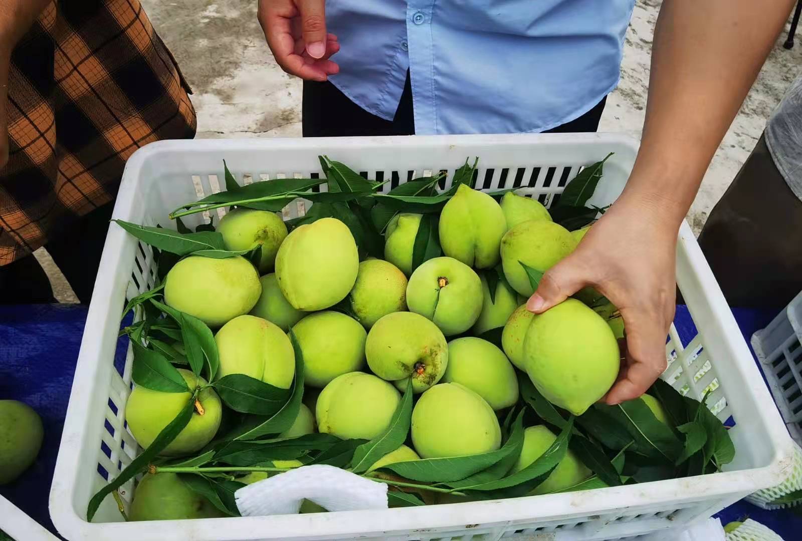 8万斤桃子,照每斤10元的售价,今年仅凭桃子我们家就有了5,6万元的纯