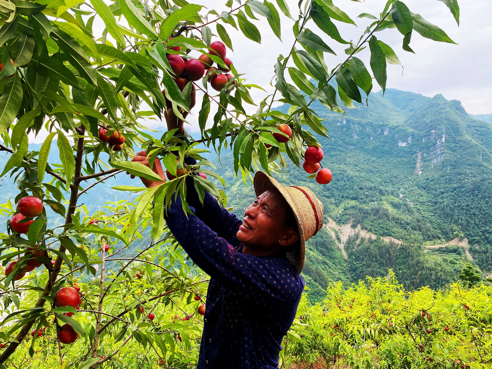 重庆城口:桃脱贫困 甜蜜升级