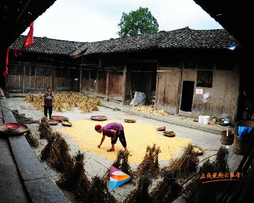 麻旺镇:村民土家四合院内晒丰收-酉阳手机台