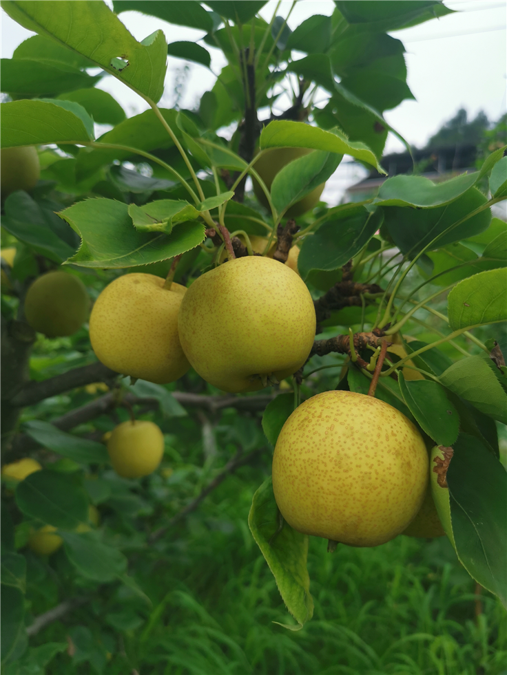 夏日限定六月雪清脆爽口细腻多汁的翠冠梨