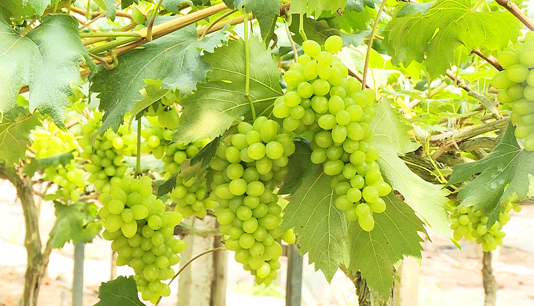 一串串晶莹剔透的葡萄挂满枝头,沁人心脾的果香弥漫整个果园,吸引了不