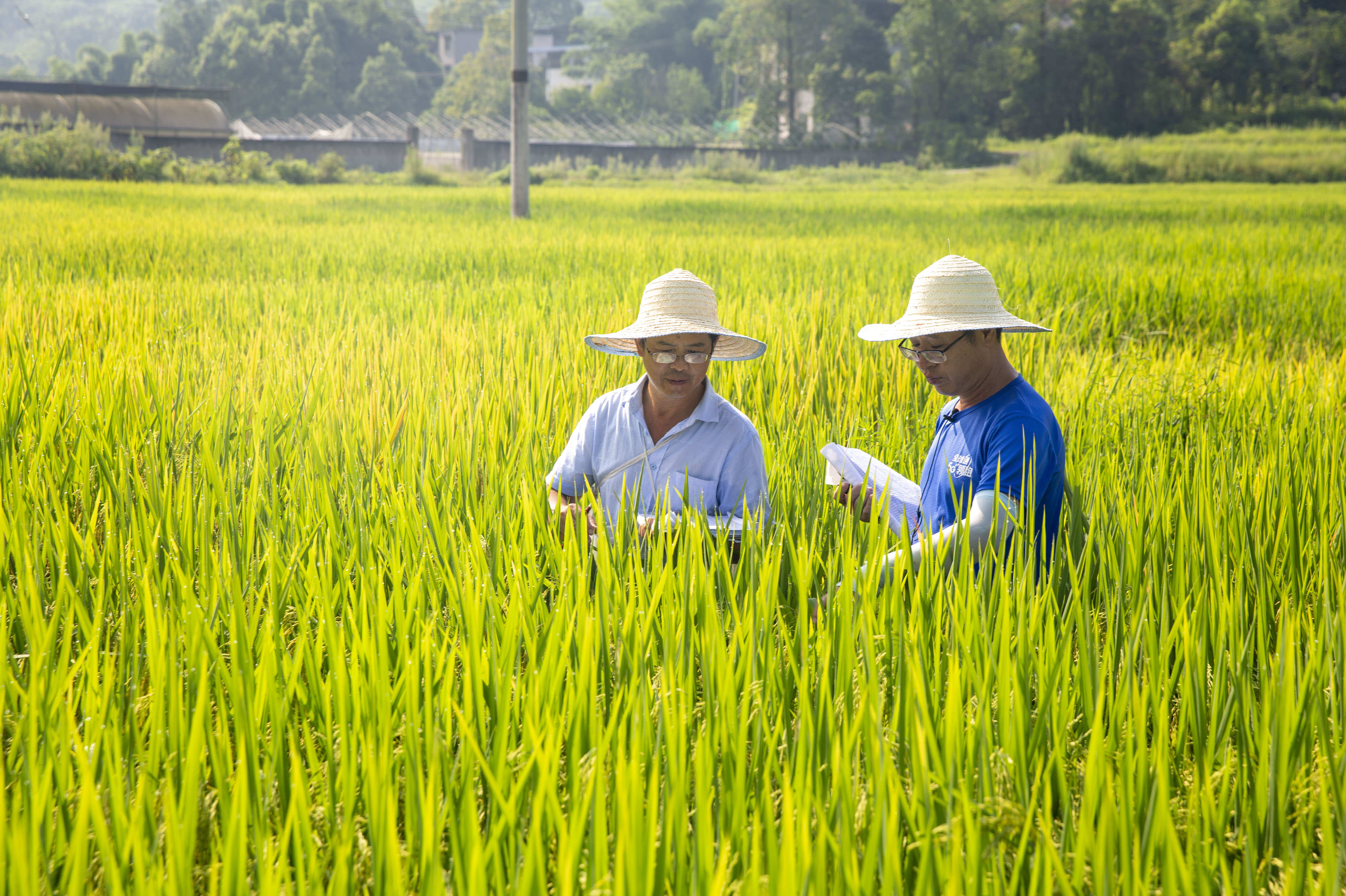 巴南:忠兴水稻基地烤验中培育丰产优质稻