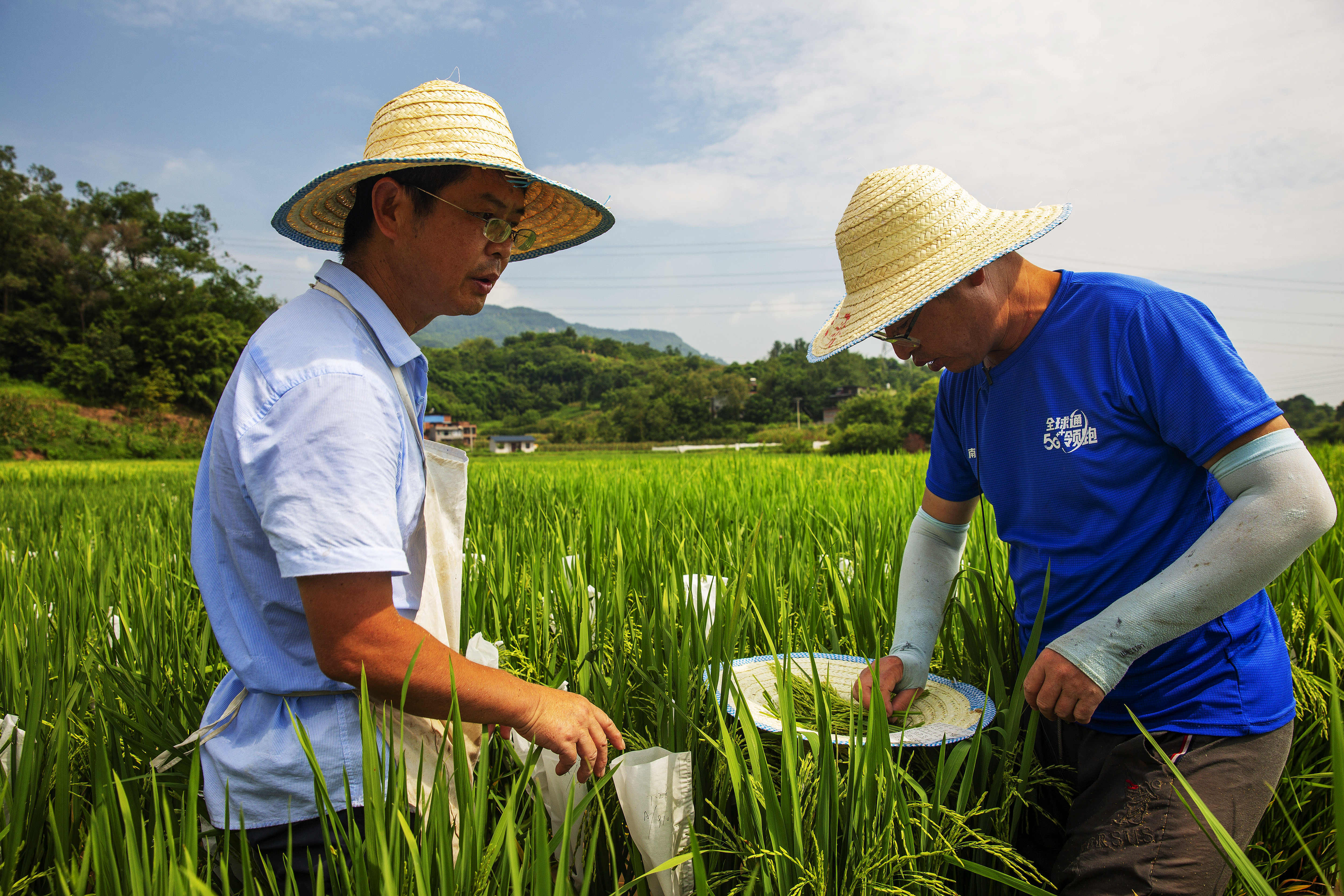巴南:忠兴水稻基地烤验中培育丰产优质稻