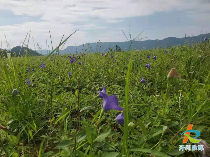 紫色的桔梗花开满了山野，属于开州致富的花朵，中药材的基地_澳门新莆京游戏app(图2)