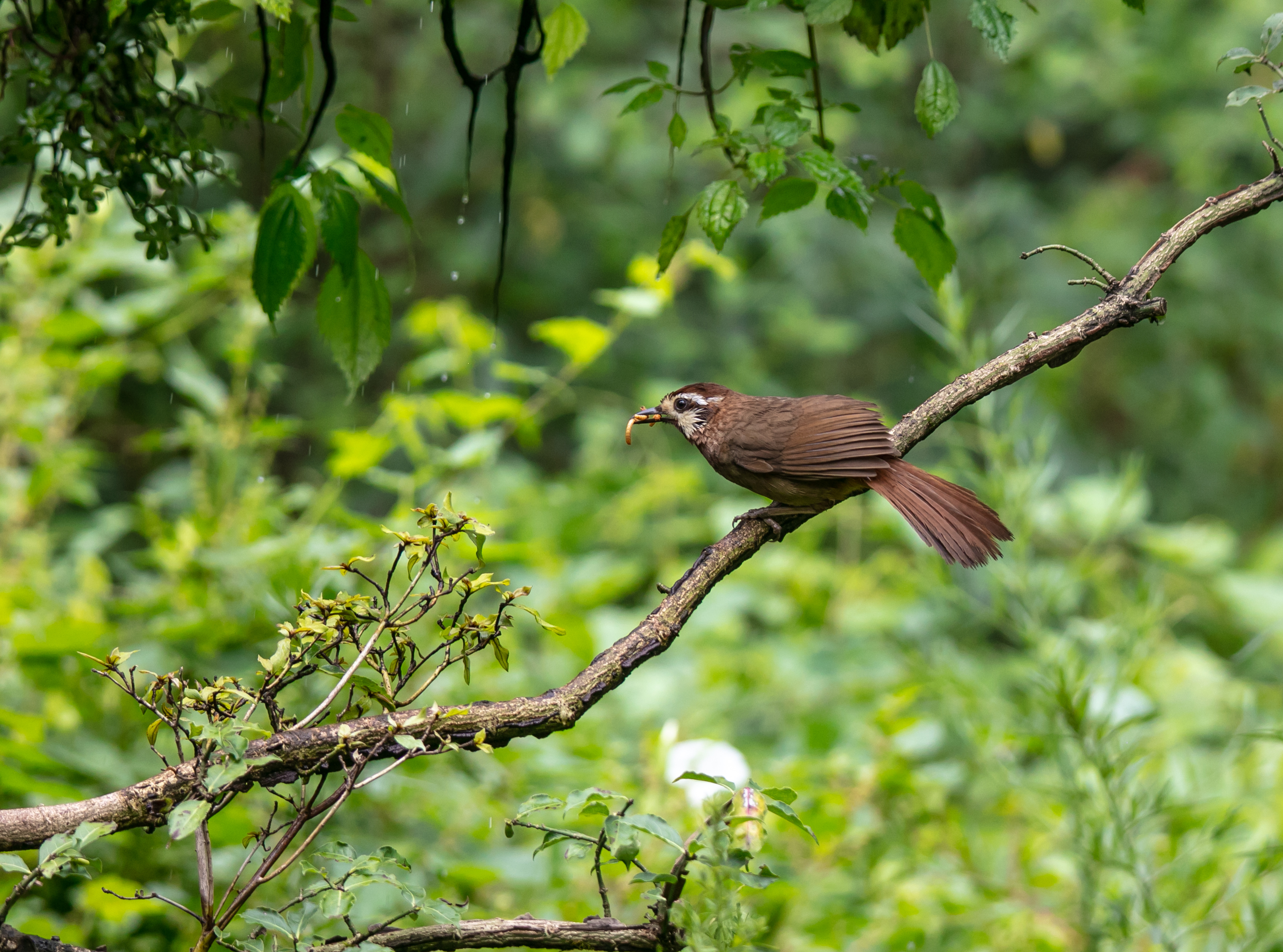 白颊噪鹛站在树枝上吃着虫儿.