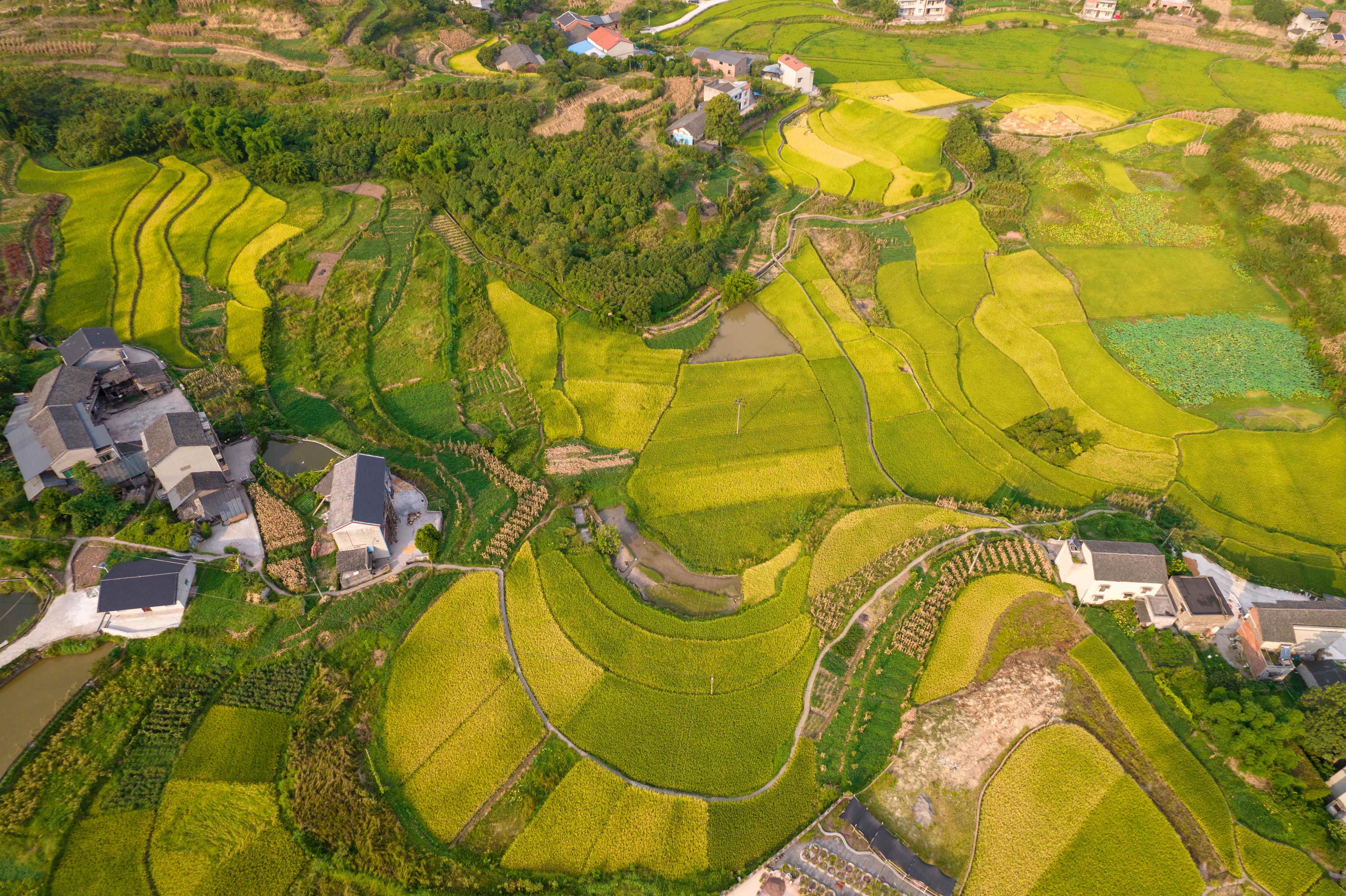 重庆綦江:金秋田园如"调色板"