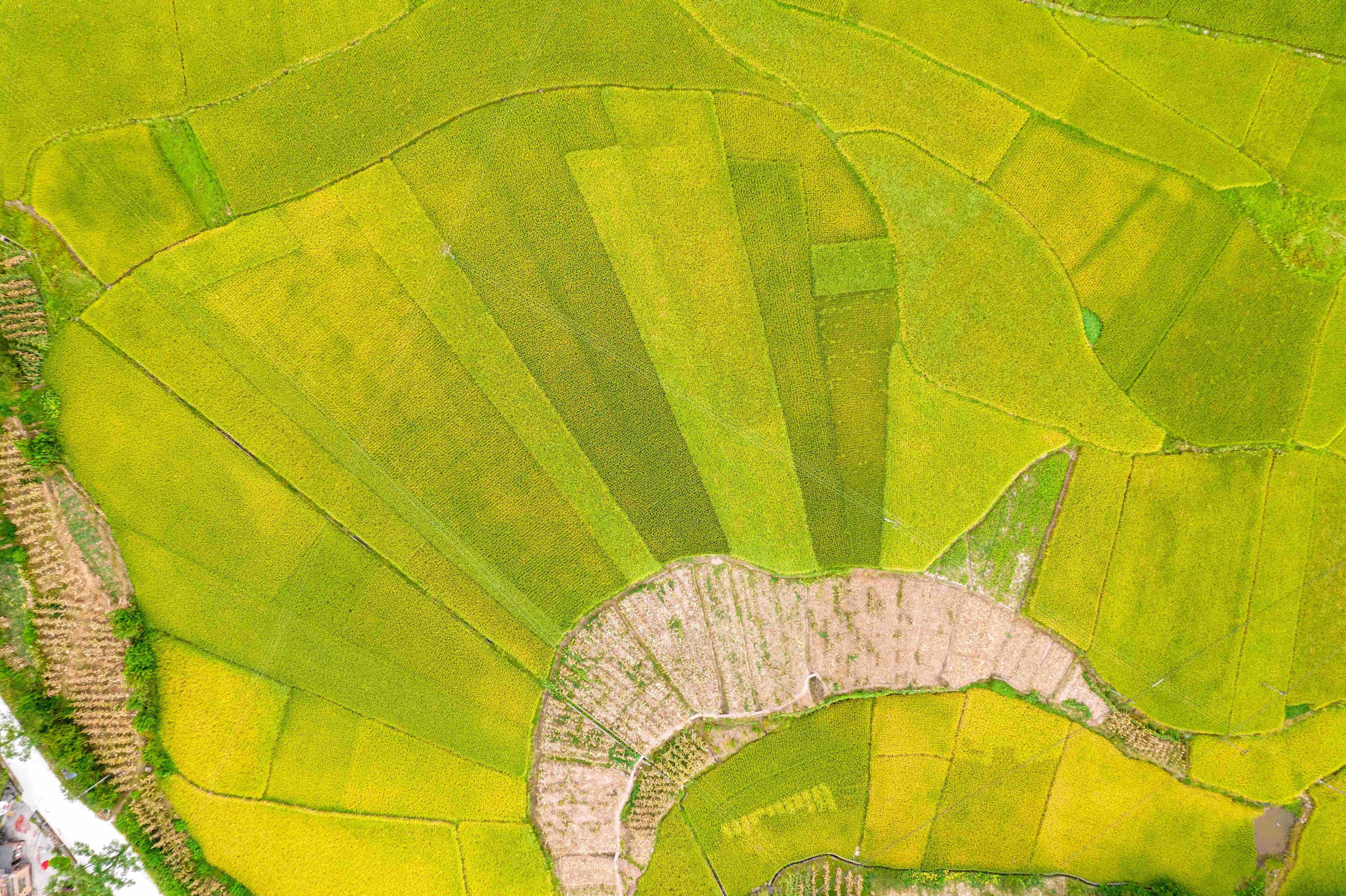 从空中鸟瞰金黄的田野,色彩斑斓,如"调色板"般美不胜收.梁绍林 摄