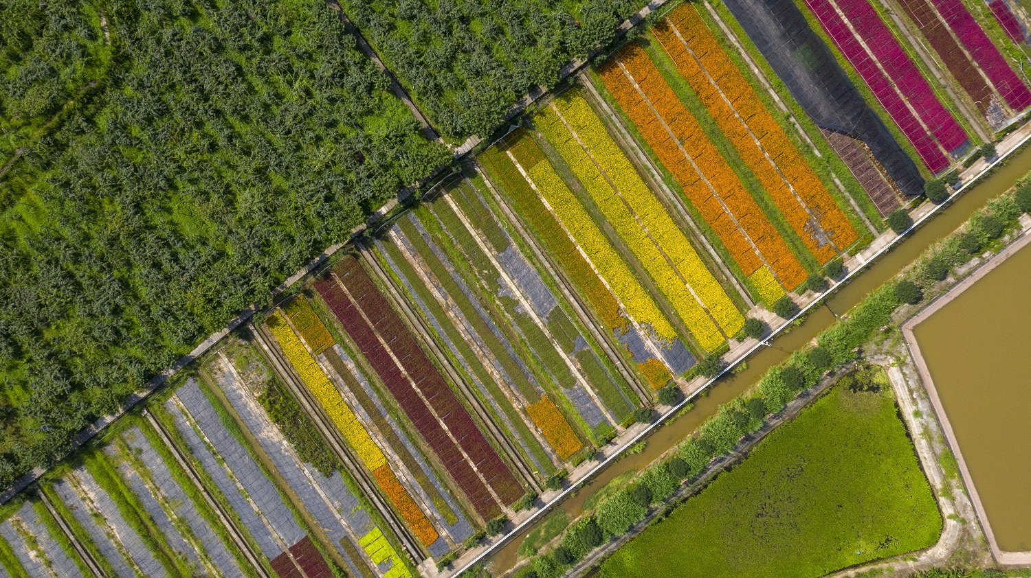 柳荫镇东升村花木基地.秦廷富 摄