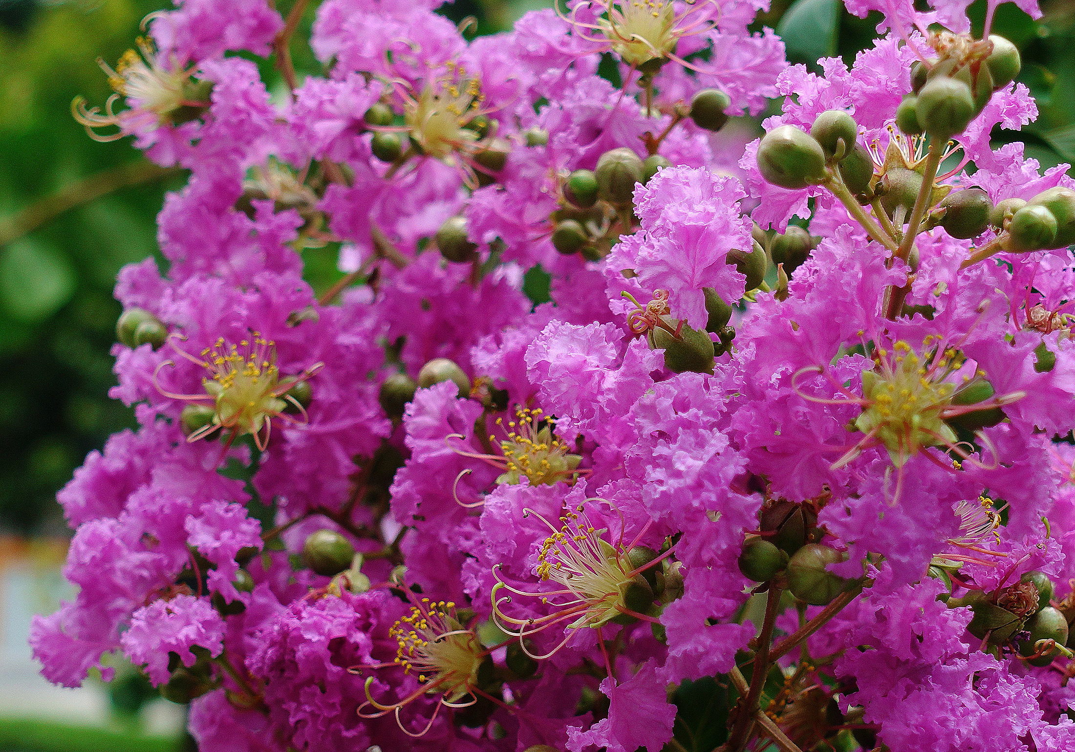 重庆大渡口初秋紫薇花正美