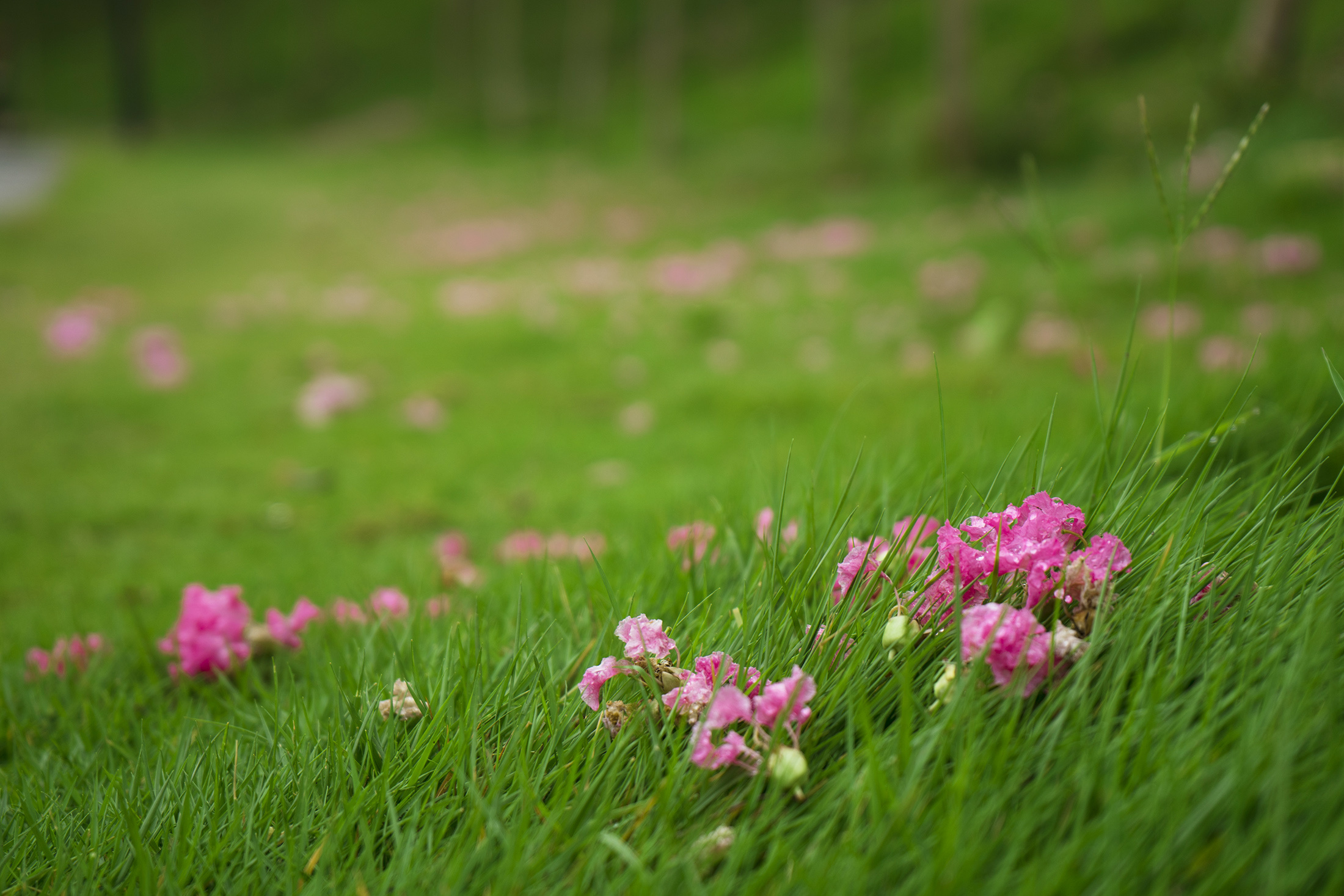 秋雨后,紫薇花瓣洒落一地.(摄影:钟戈)