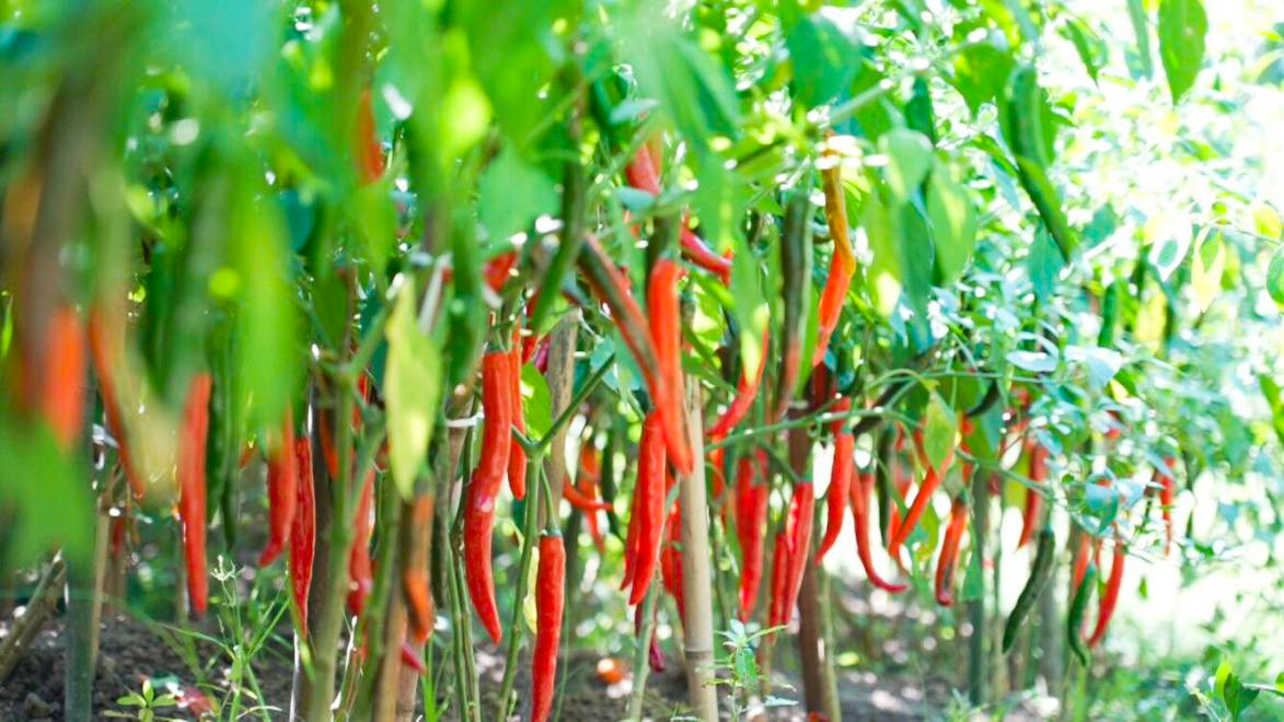 旧县街道1000亩辣椒喜获丰收,田间地头一派忙碌景象.谢艺 摄