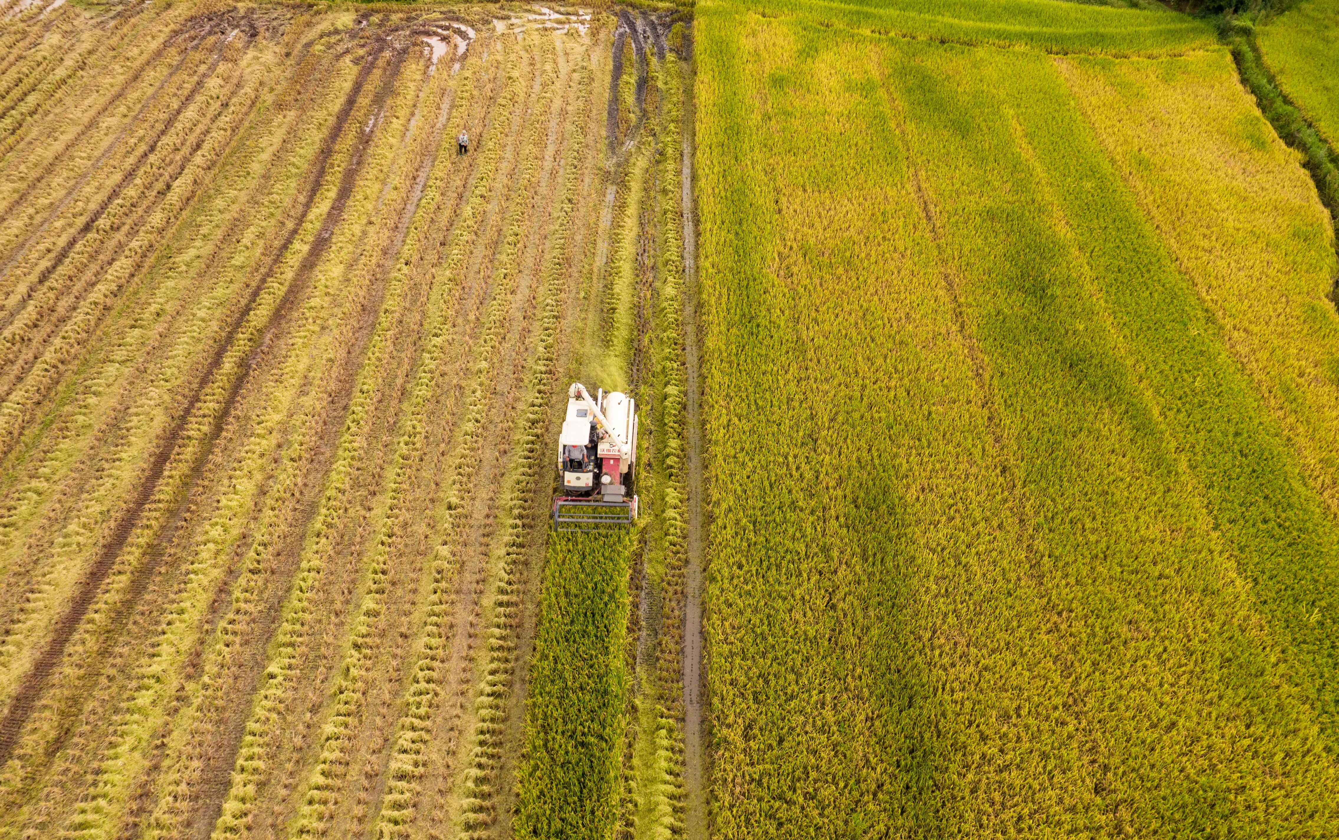 重庆綦江33万亩水稻喜迎丰收
