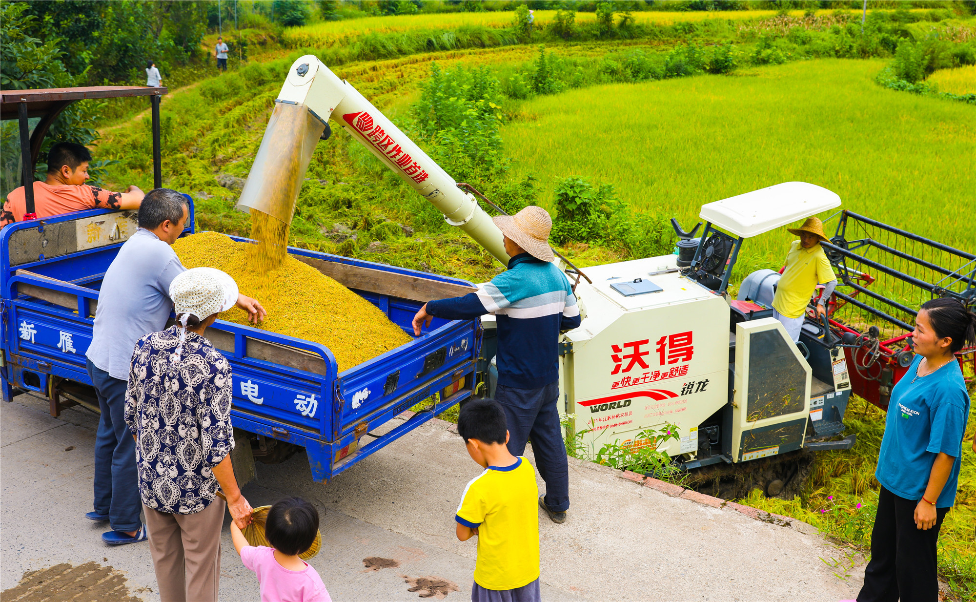 重庆垫江谷子熟了农民笑了