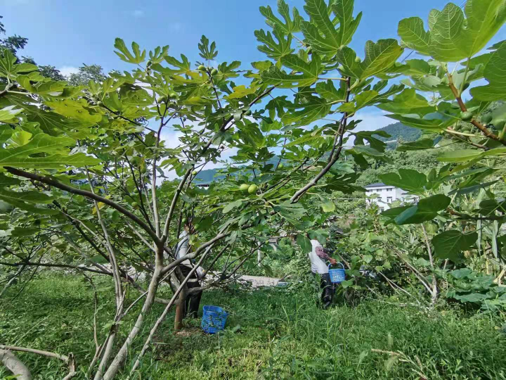 雷火电竞官方网站-九龙山镇无花果成熟了，满山的果实等你来摘(图2)