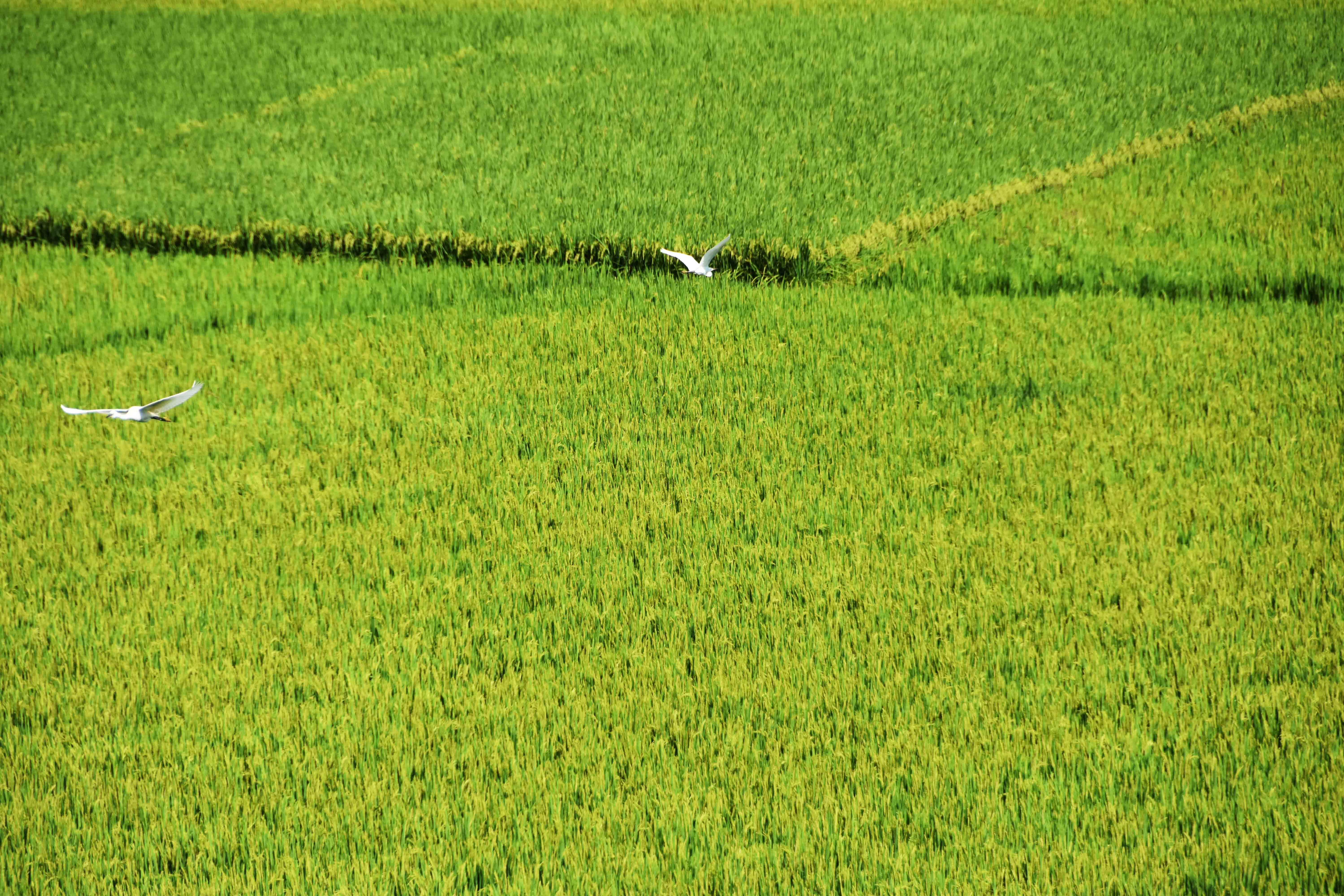 因独特的地理优势,这里常年种植水稻都在万亩左右.