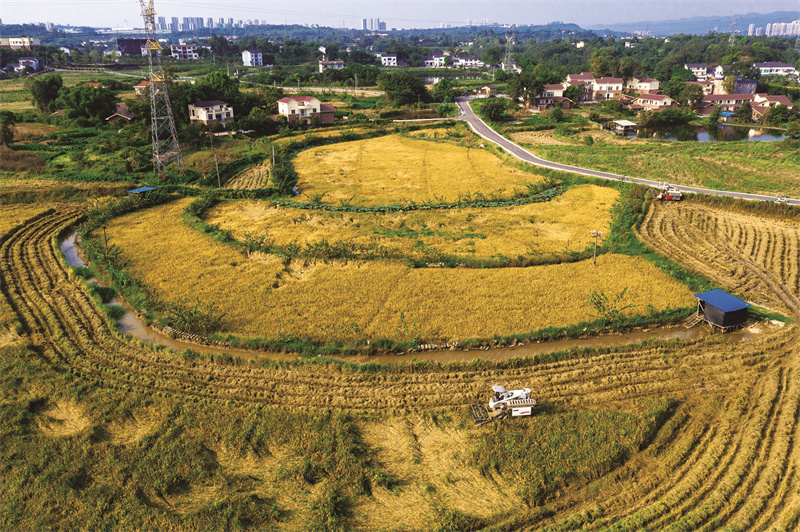 西彭镇新民村金黄色的稻田覆盖大地.(摄影:陈林)