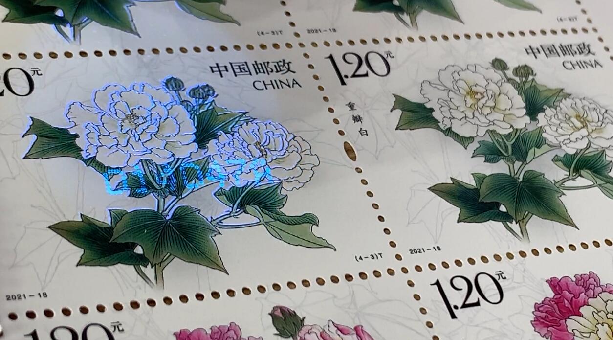 方寸之间看成都市花 木芙蓉特种邮票9月7日发行